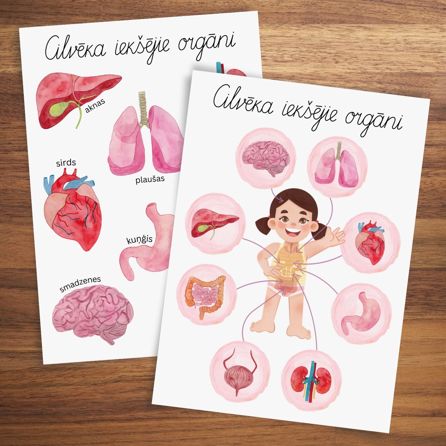 Cilvēka iekšējie orgāni plakāti krāsaini attēli ar iekšējiem orgāniem plakāti baltaita