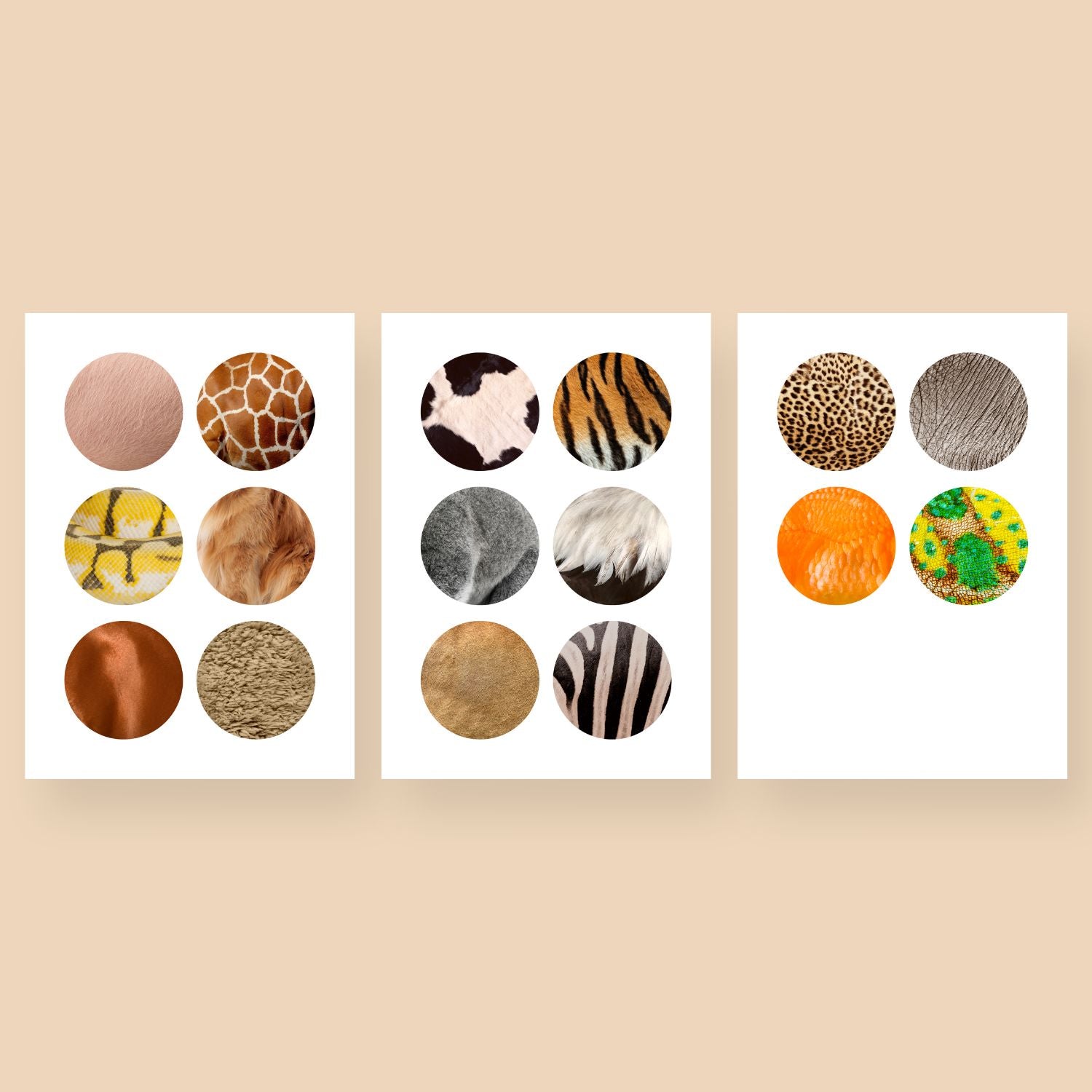 Dzīvnieku raksti krāsaina apļi krāsas