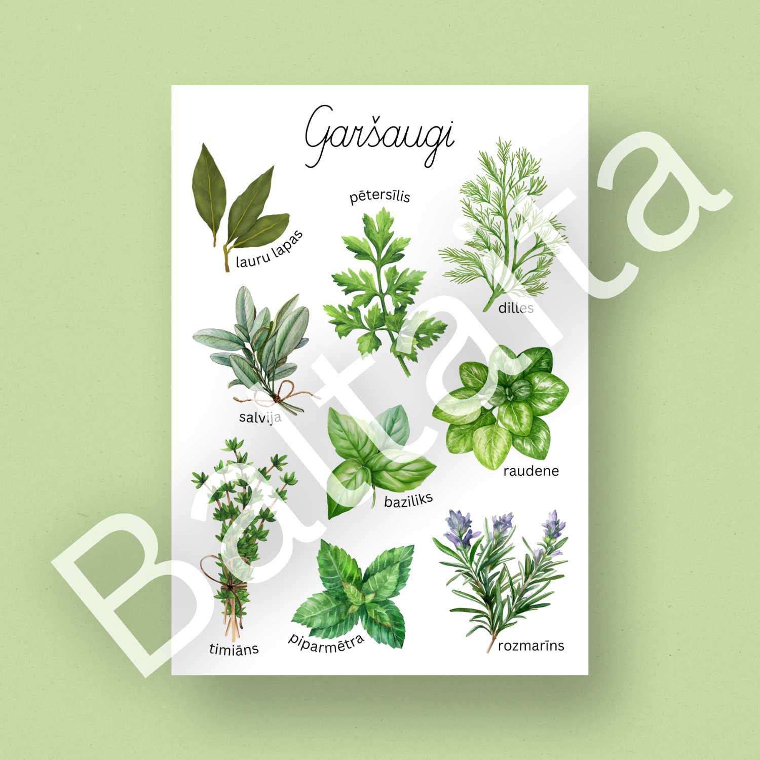 Garšaugu plakāts krāsains plakāts par garšaugiem Baltaita mācību materiāli