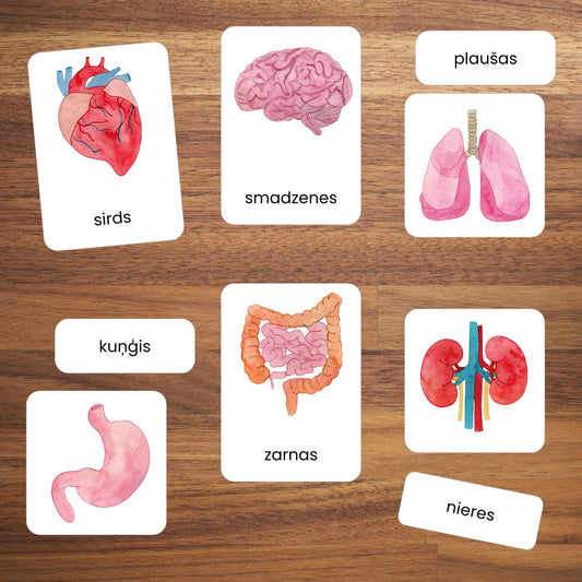 Iekšējo orgānu kartītes krāsainas kartītes par iekšējiem orgāniem baltaita.lv