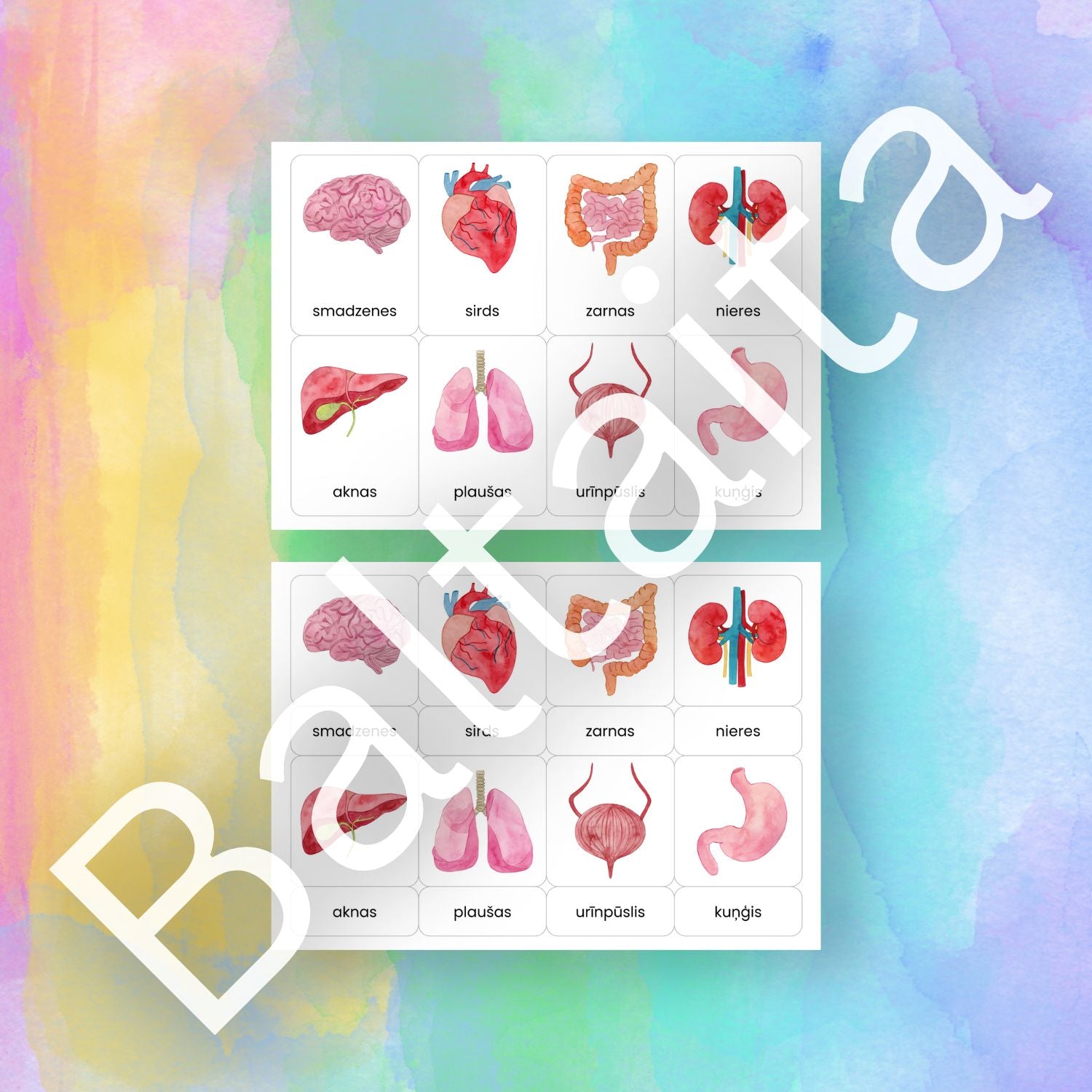 Iekšējo orgānu kartītes krāsaini attēli viendaļīgas kartītes divdaļīgas kartītes baltaita