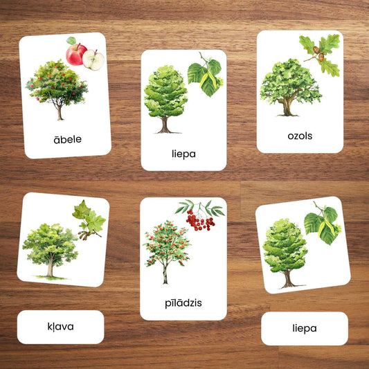 Koki rādāmās kartītes Latvijas koki koku attēli baltaita