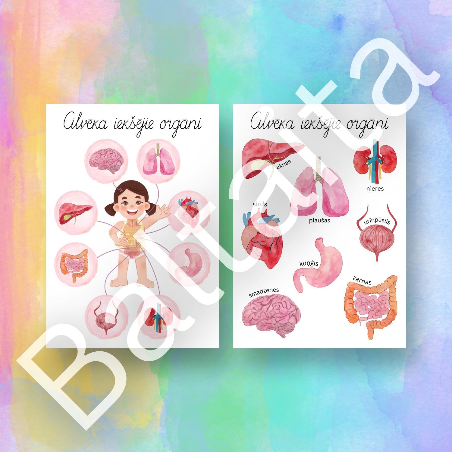 Krāsaini plakāti ar cilvēka iekšējiem orgāniem baltaita.lv