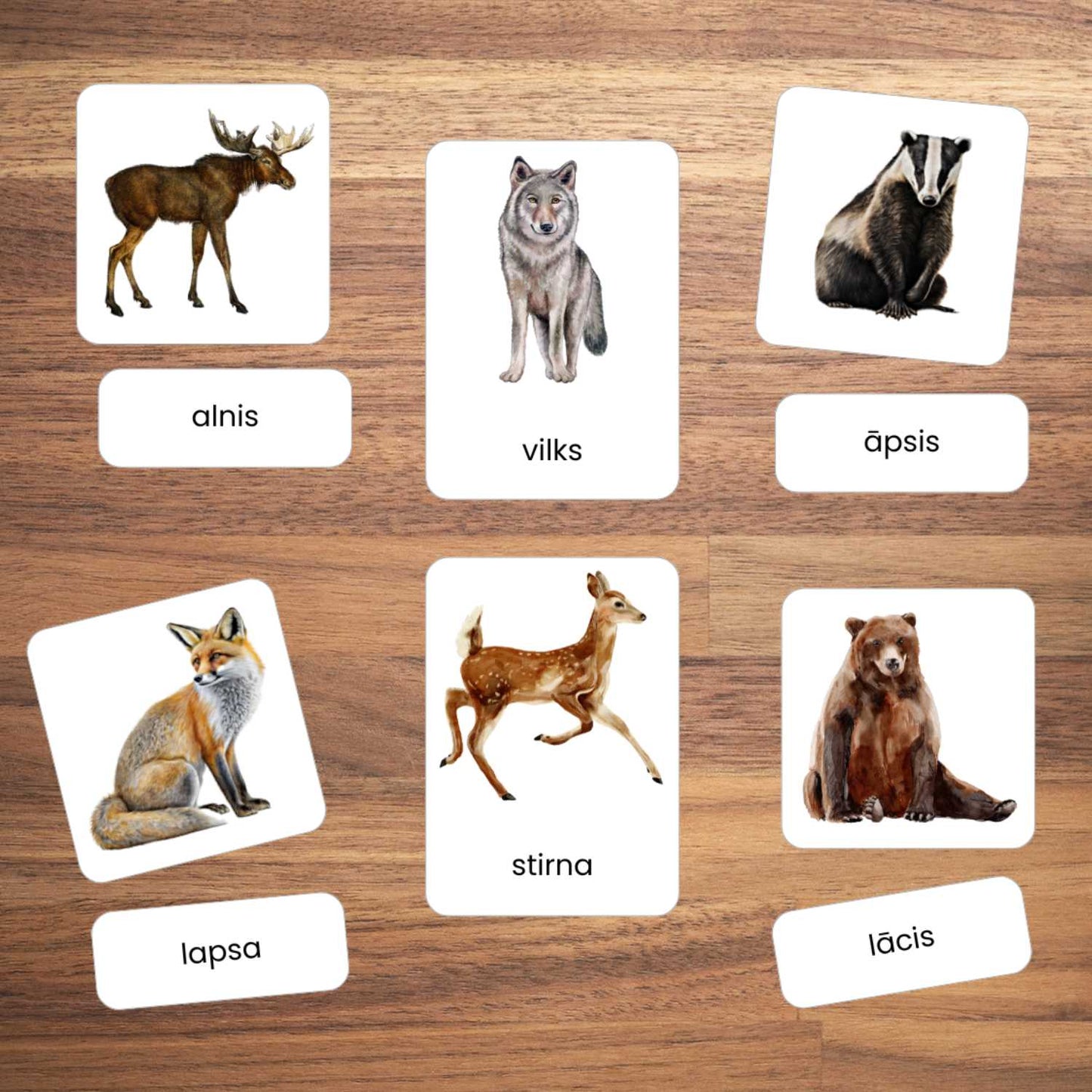 Latvijas meža dzīvnieki kartītes krāsaini dzīvnieku attēli baltaita