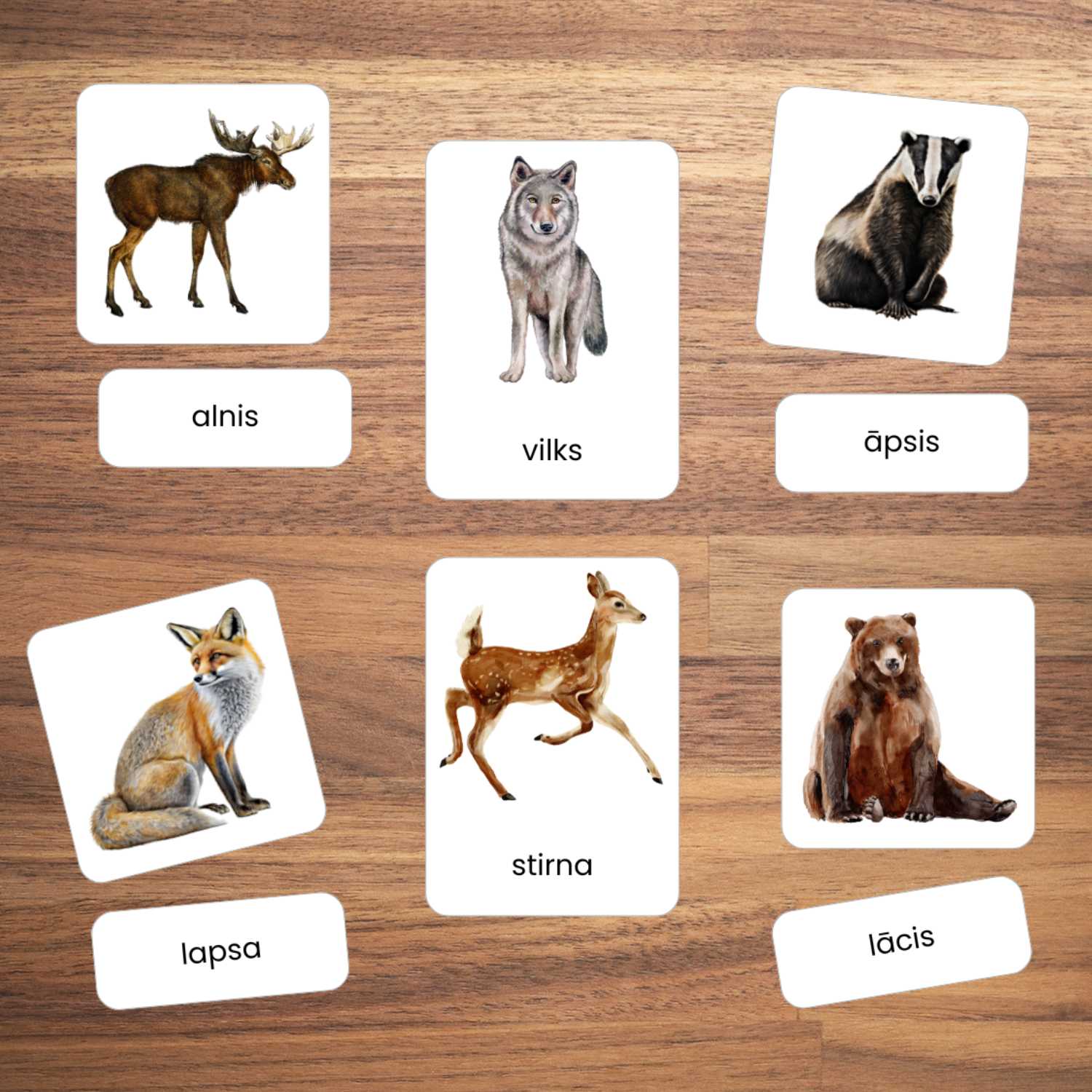 Latvijas meža dzīvnieki kartītes krāsaini dzīvnieku attēli baltaita