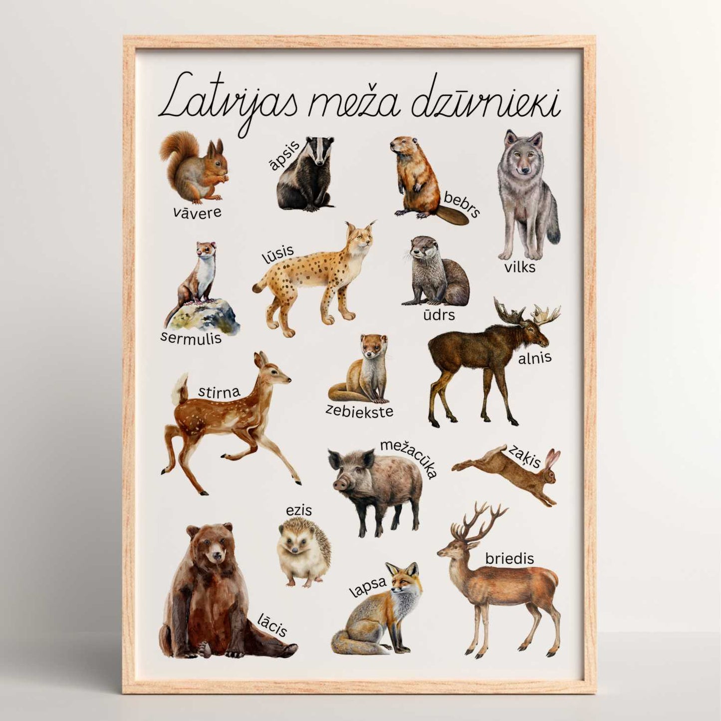 Latvijas meža dzīvnieku plakāts meža dzīvnieki Latvijā baltaita