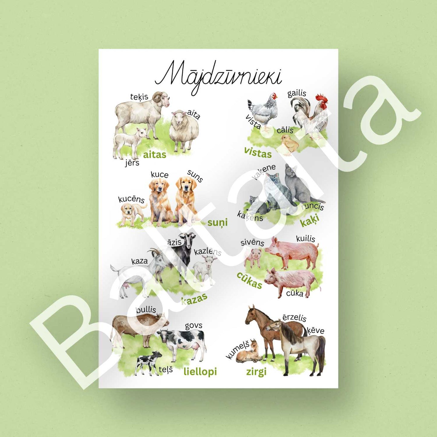 krāsains plakāts ar mājdzīvniekiem latviski rakstītie burti baltaita