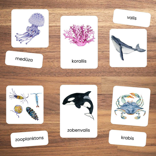 okeāna kartītes okeāna iemītnieki viendaļīgas un divdaļīgas rādāmās kartītes baltaita