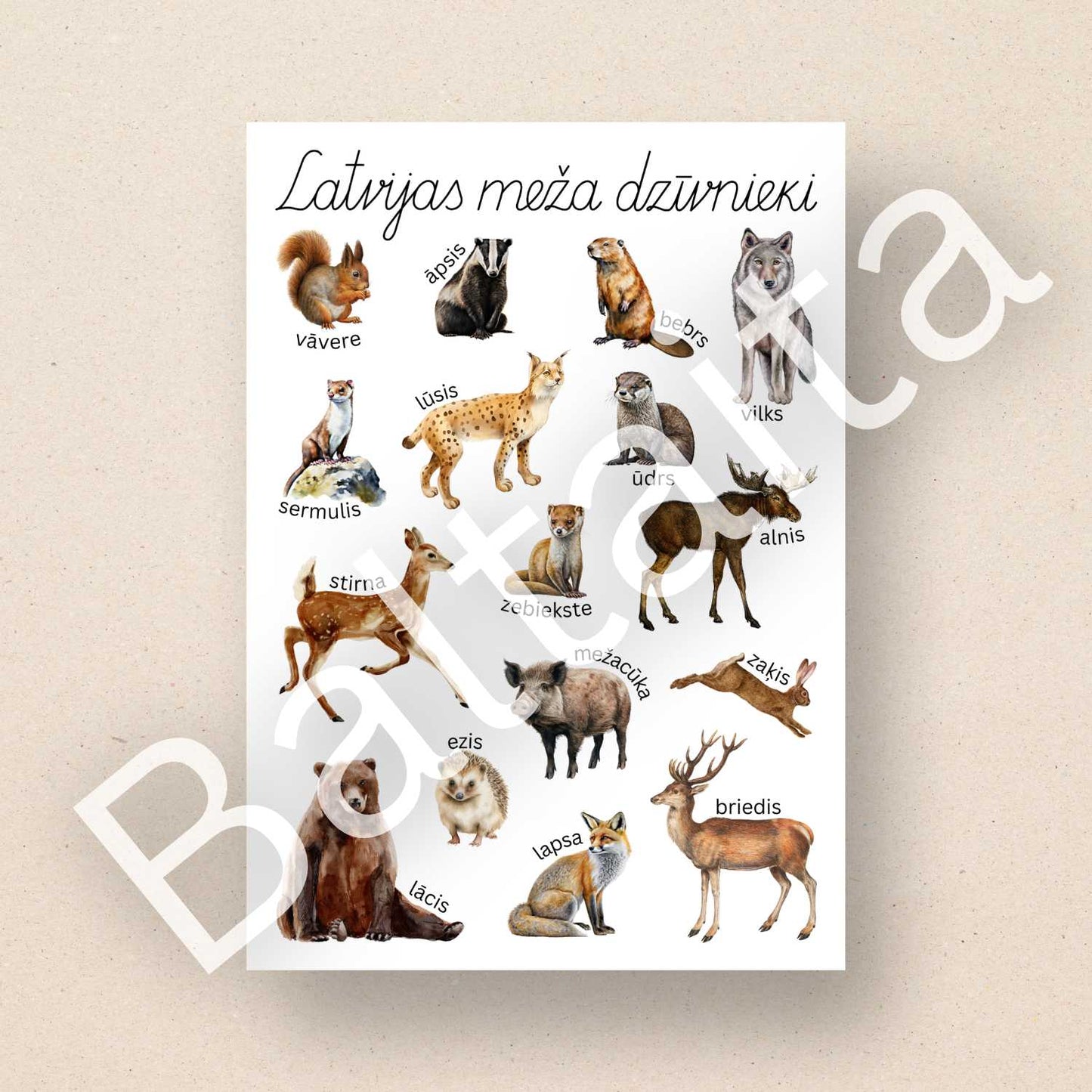 plakāts ar meža dzīvniekiem krāsains plakāts ar Latvijas meža dzīvniekiem baltaita