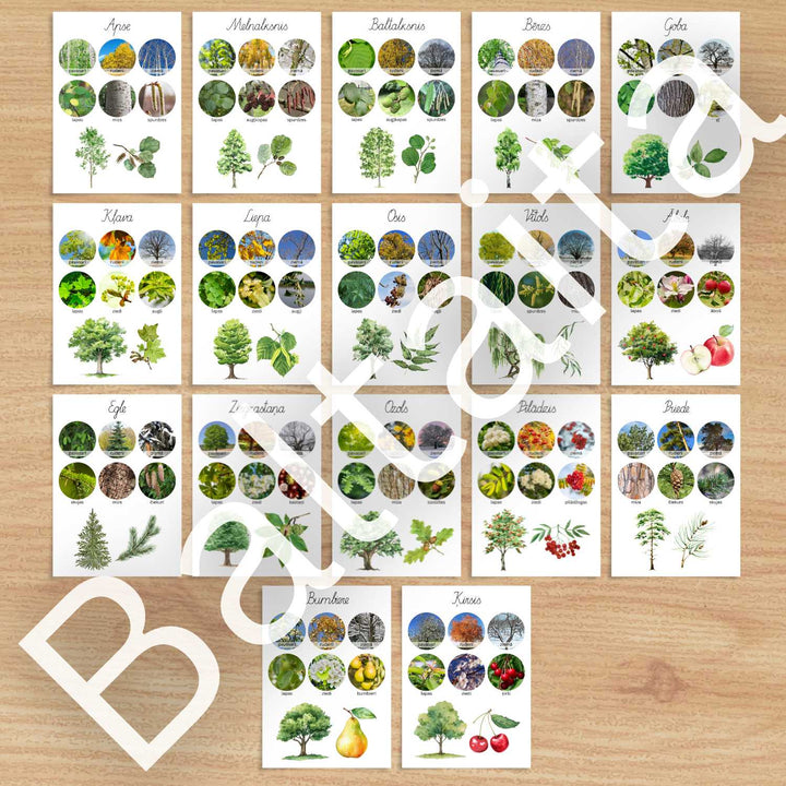 Rudens – Baltaita