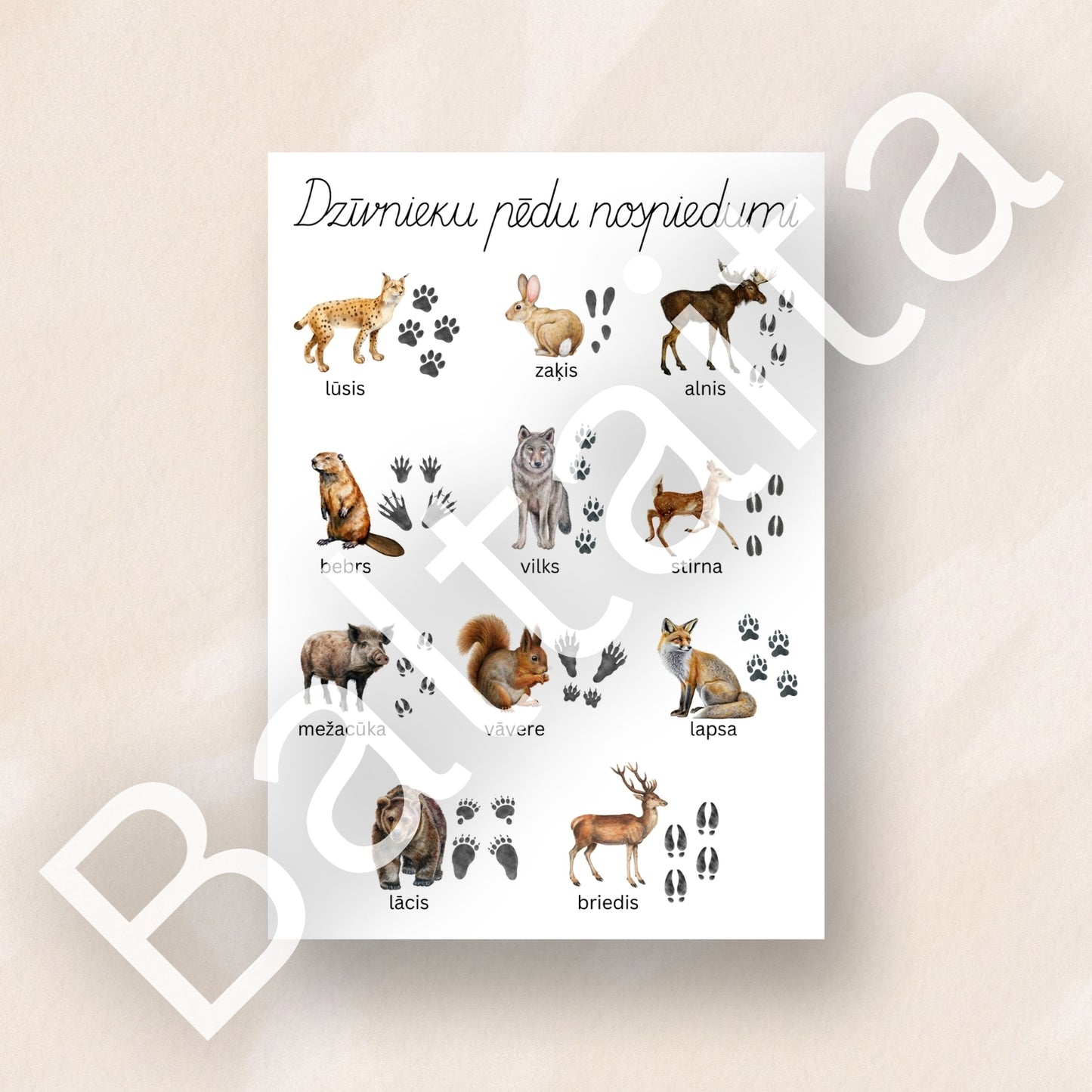 Dzīvnieku pēdu nospiedumi - plakāts par dzīvniekiem pēdu nospiedumi dzīvnieku plakāts Baltaita