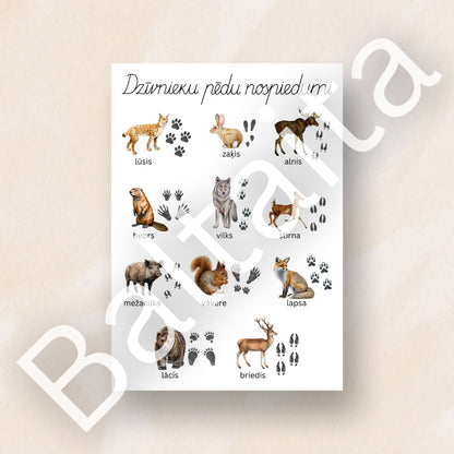 Dzīvnieku pēdu nospiedumi - plakāts par dzīvniekiem pēdu nospiedumi dzīvnieku plakāts Baltaita