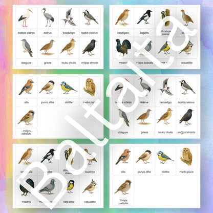 Nometnieki un gājputni - kartītes krāsainas putnu kartītes rādāmās kartītes par putniem Baltaita