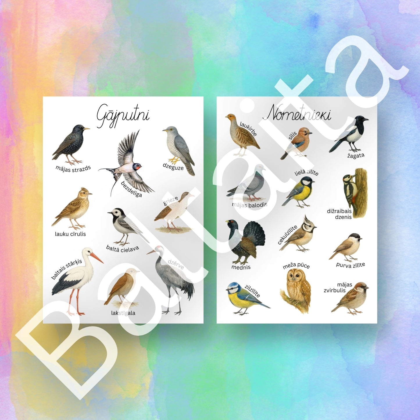 Nometnieki un gājputni - plakāti krāsaini putnu plakāti par gājputniem un nometniekiem