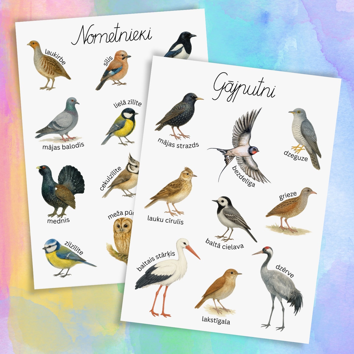 Nometnieki un gājputni - plakāti un kartītes Latvijas putni krāsaini attēli mācību materiāli par putniem Baltaita