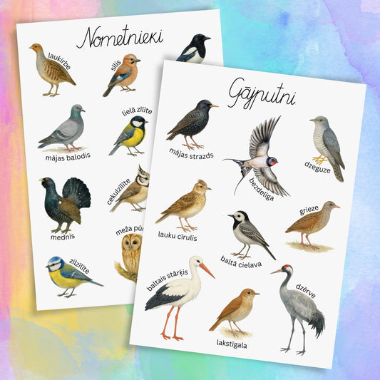 Nometnieki un gājputni - plakāti un kartītes Latvijas putni krāsaini attēli mācību materiāli par putniem Baltaita