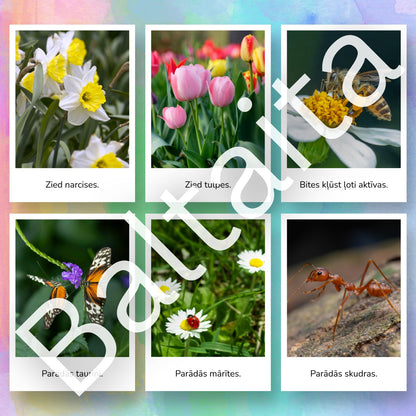 Pavasara vēstneši - kartītes lasīšanai baltaita mācību materiāli par pavasari