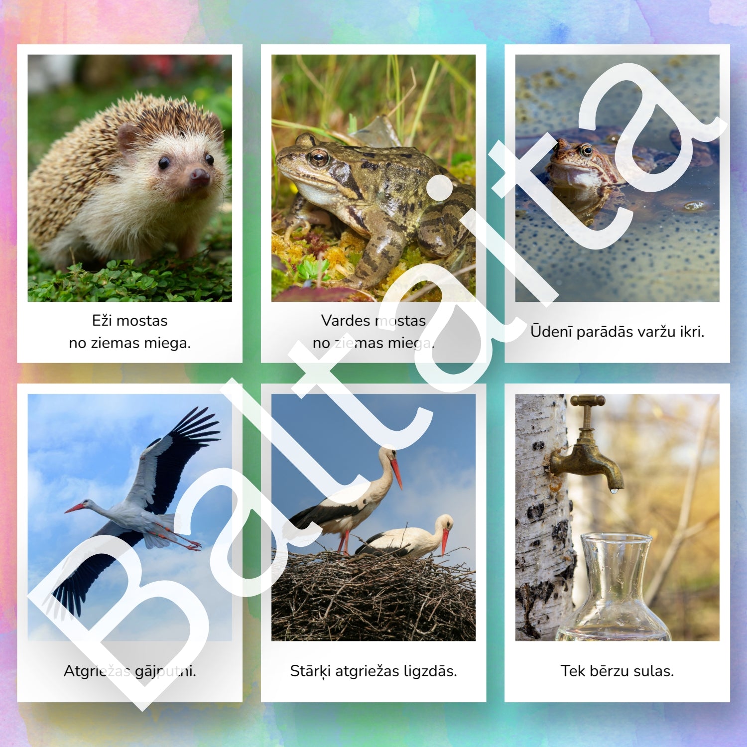 Pavasara vēstneši - kartītes lasīšanai no baltaita pavasaris uzdevumi lasīšanai